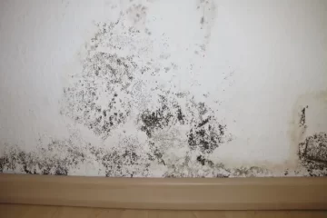 mold remediation services in Farmers Branch