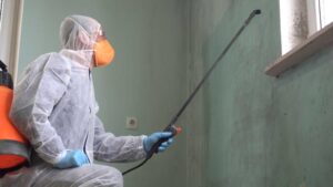 mold removal in Farmers Branch